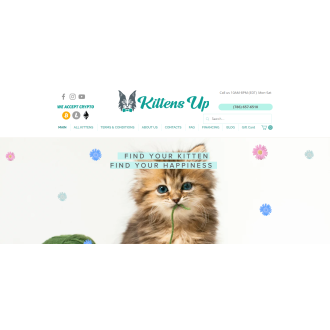 Магазин кошек