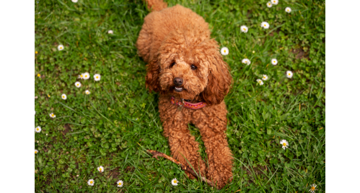 Maltipoo: A Detailed Breed Guide for Future IT Owners