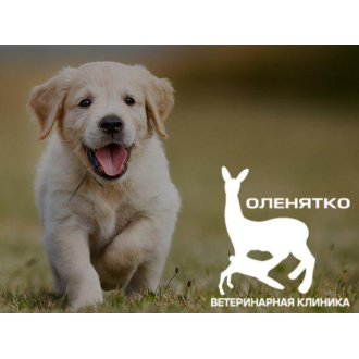 Оленятко