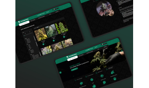 Development of an online store selling hemp seeds in Ukraine